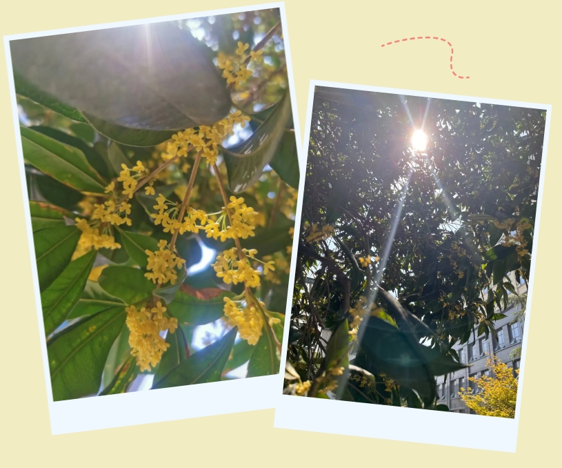 微信截圖_20241016083522.png 微信截圖_20241016083522.png